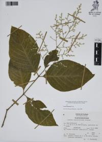Iresine hartmanii image